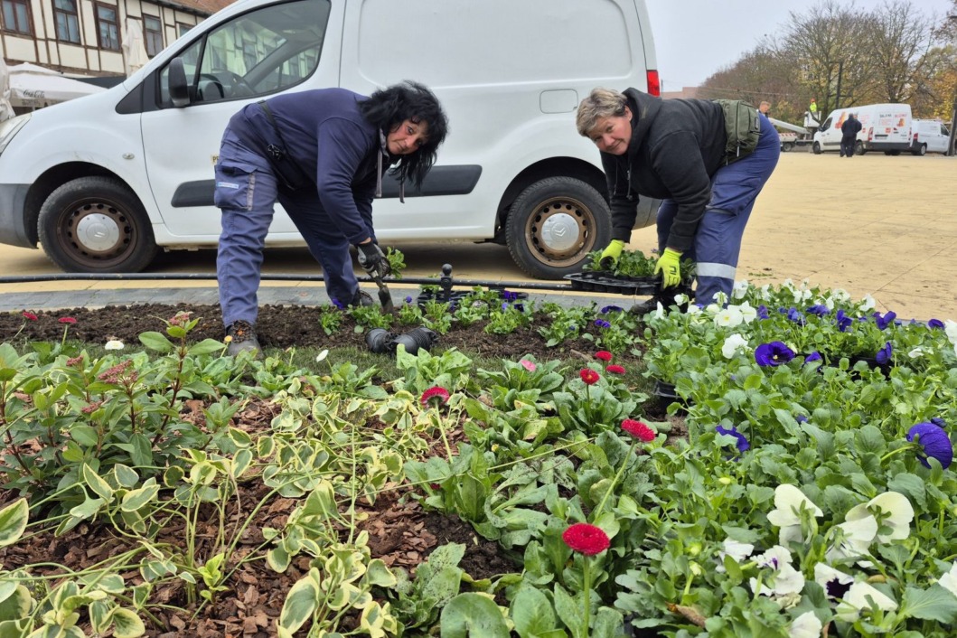 Sadnja kod fontane na Zrinskom trgu