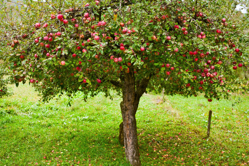 Jabuka - stara sorta