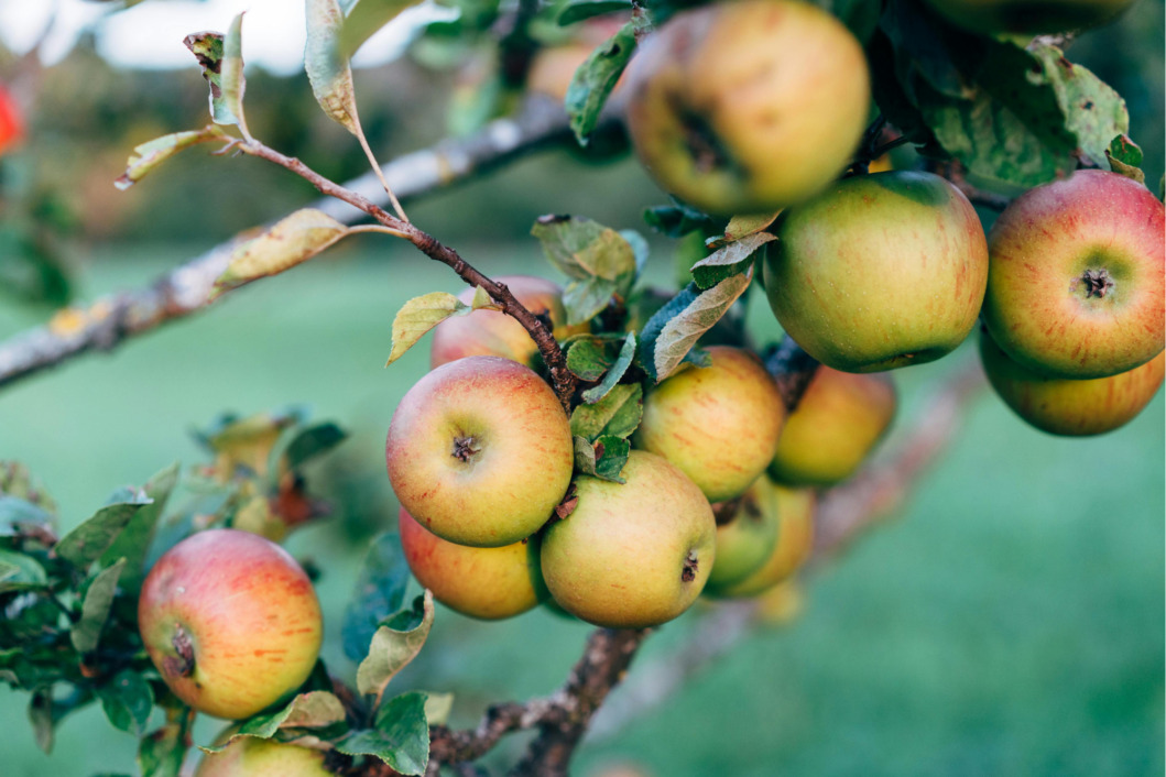 Jabuka - stara sorta