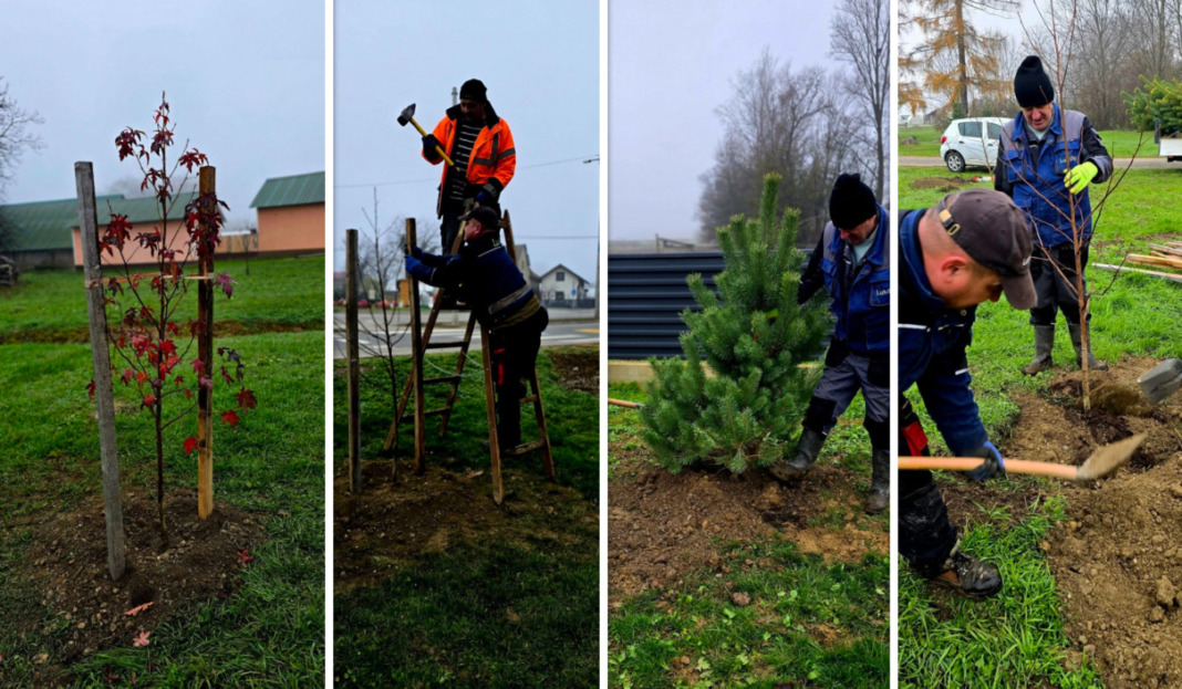 Sadnja stabala na području općine Veliki Bukovec