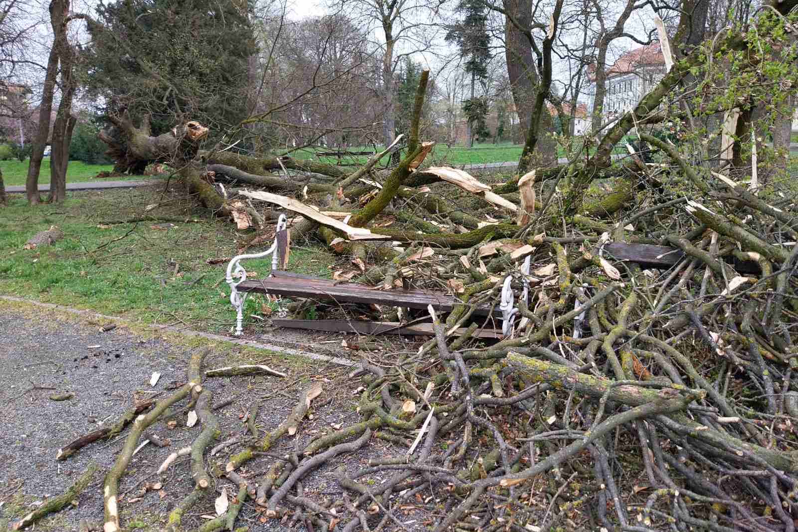 Srušeno stablo u Perivoju Zrinskih