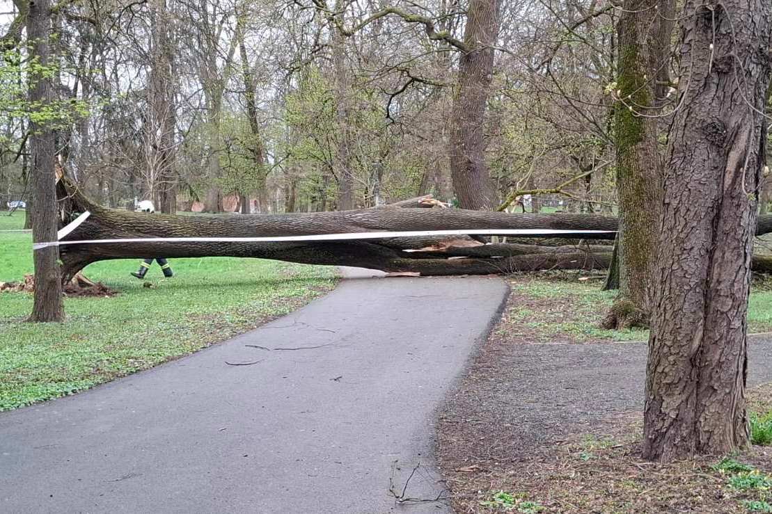 Srušeno stablo u Perivoju Zrinskih