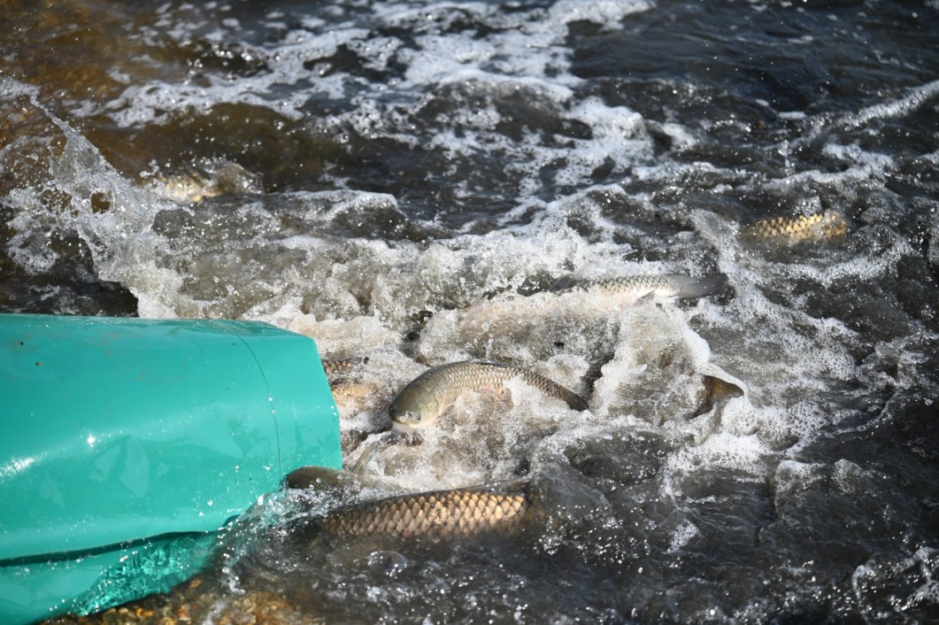 Poribljavanje Šoderice