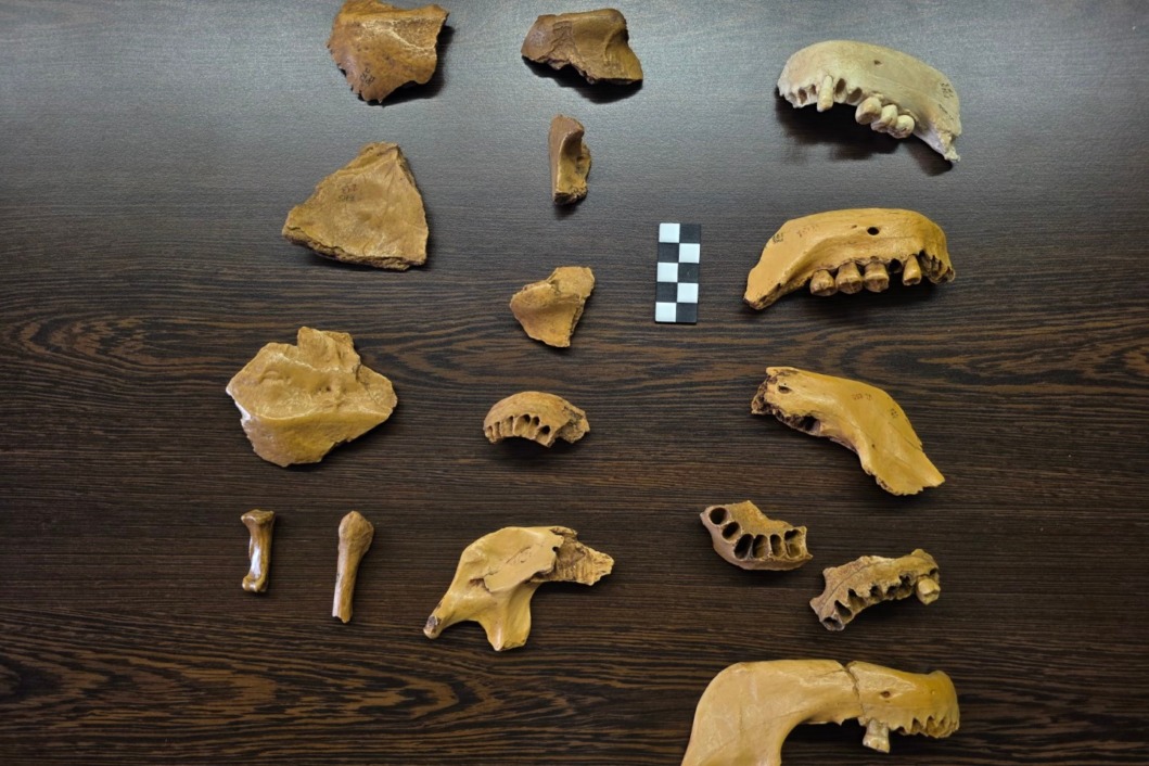 Replike kostiju neandertalaca